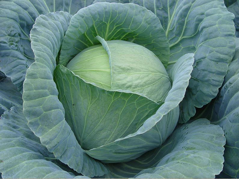 Cabbage Seeds